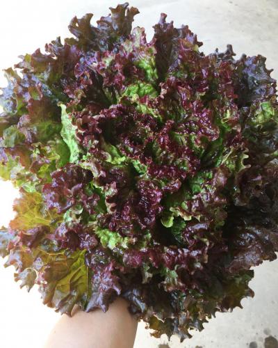 季節の野菜 | やすだ農園